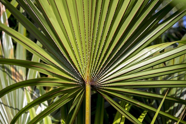 Serenoa repens effetti sulla sessualità